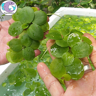 Bèo nhật ( 80 cây ) lọc sạch nước và trang trí hồ thủy sinh