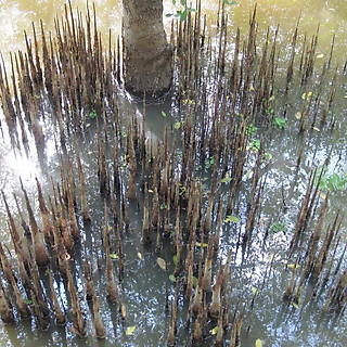 Rễ bần chua- re ban a11