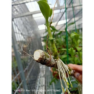 Sản Phẩm Hoa lan phi điệp Mít phân nhánh Chùa Hương