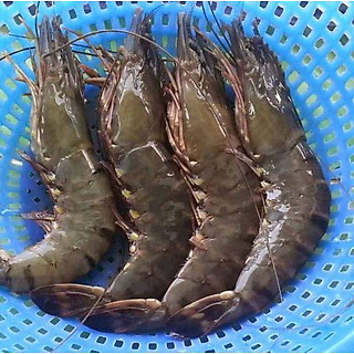 Tôm sú size 30 tự nhiên