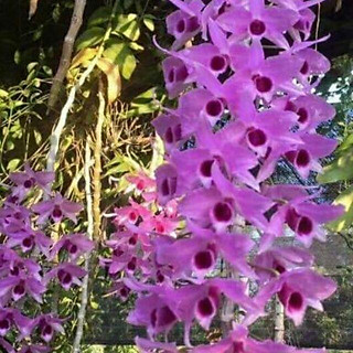 Hoa phong lan phi điệp lai trầm cây cực đẹp