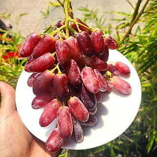 Nho đỏ không hạt nhập khẩu - 500gr