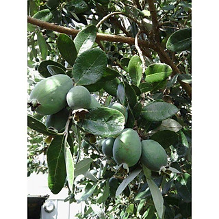 Cây giống ổi dứa