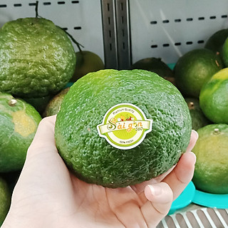 CAM SÀNH VẮT NƯỚC