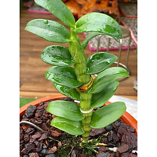 LAN ĐỘT BIẾN - Phi điệp ĐỘT BIẾN 5 cánh trắng VIỆT BẮC