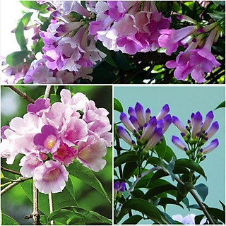 COMBO 10 BẦU CÂY GIỐNG LAN LEO TỎI TÍM