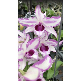 combo 2 côc chớp mỹ cây giống