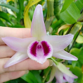 Phi điệp lá mít, phi điệp lá mít bản lá nhựa, phi điệp vương giả cây đẹp