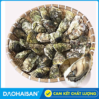 Hàu Sữa Pháp Sống túi 30 con