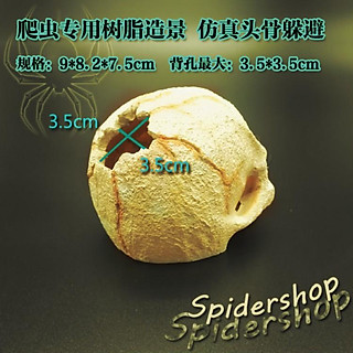 Hộp sọ trang trí - Hang trú thủy sinh - Hang bò sát