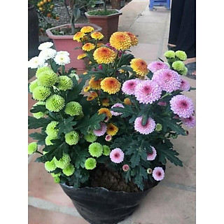 combo 10 Cây giống cúc ruby đủ màu