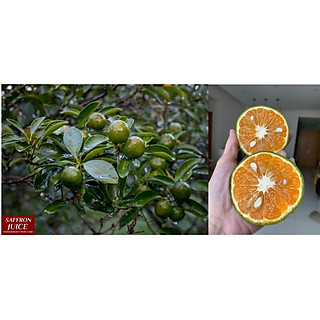 Cam Sành Hữu Cơ 1KG - Pháp quản lý chất lượng chuẩn Châu Âu