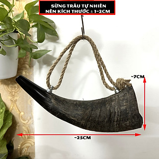 Kèn tù và sừng trâu đen - sừng trâu thô tự nhiên