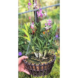 Chậu cây lan Denro nắng