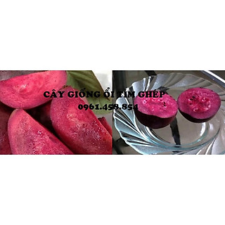 COMBO 10 CÂY GIỐNG ỔI TÍM GHÉP