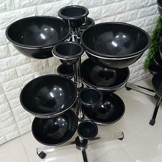 Cây bát nước đen cho Spa