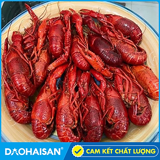 Tôm Hùm Đất Túi 2.5Kg