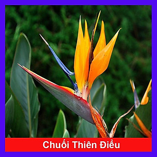 Cây chuối thiên điểu - cây chuối mỏ két