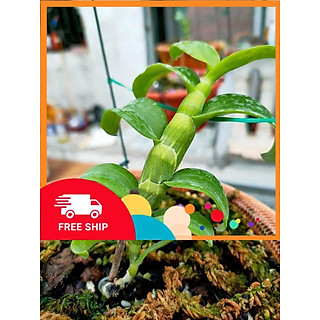 lan phi điệp đột biến 5 cánh trắng BẠCH TUYẾT (5CT) hàng tách ki cây mô cây đẹp sản phẩm mới