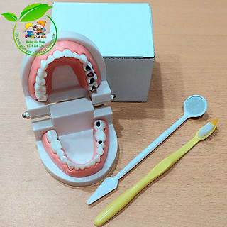 Mô hình hàm răng kèm dụng cụ dạy bé tập đánh răng