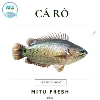 Cá rô đồng nguyên con (size 7-8 con/kg)