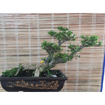 Cây Mai Chiếu Thủy Bonsai Để Bàn Hoa Thơm Ngát Ms 11