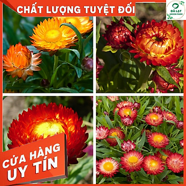 100H_Hạt Giống Hoa Bất Tử Mix Màu