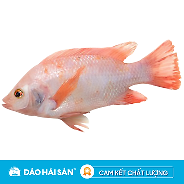 [Chỉ Giao Hcm] Cá Diêu Hồng Sống (1 Con 800G -900G)