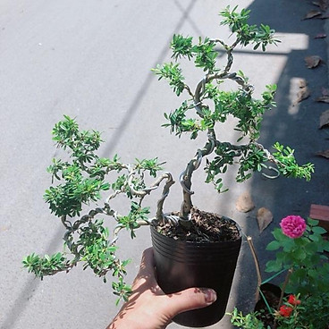 Cây Linh Sam Bonsai