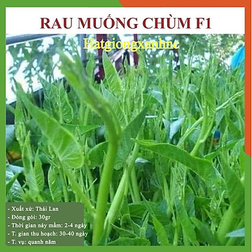 Hạt giống rau muống siêu ngọn Thái lan F1, Gói 30 Gram,...