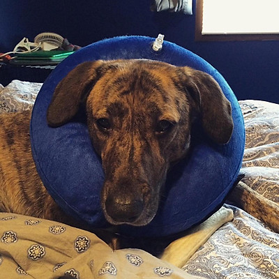 an elizabethan collar