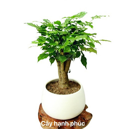 Máy lọc Không khí tích hợp cây xanh AIRemedy - Vỏ nhựa trắng (Hàng chính hãng)