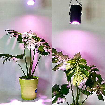 Đèn Trồng Cây Trong Nhà - Đèn Nông Nghiệp 45W tạo ánh sáng "giả lập mặt trời" giúp cây trong nhà phát triển nhanh, hạn chế sâu bệnh và trang trí cảnh quan