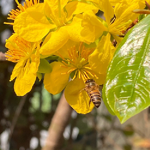 Nguyễn Đức Thắng