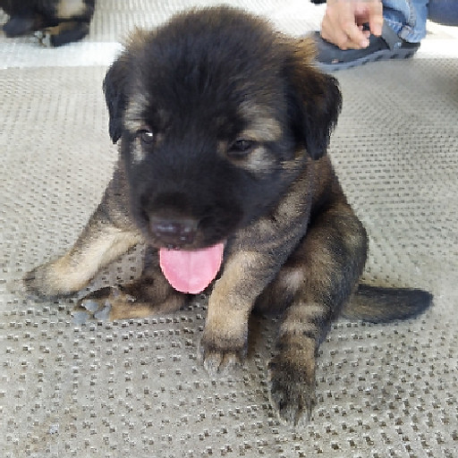 Huỳnh Nguyên Bửu Châu