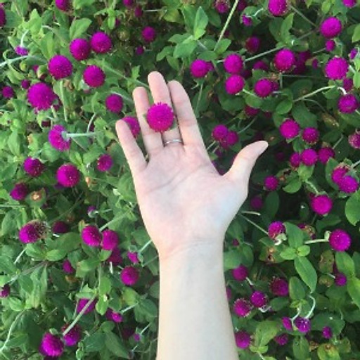 Võ Thiên Thảo Hà