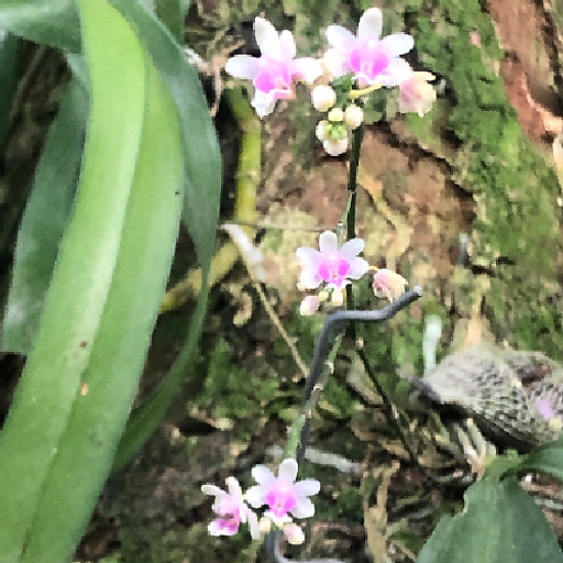 Nguyễn Việt Cường