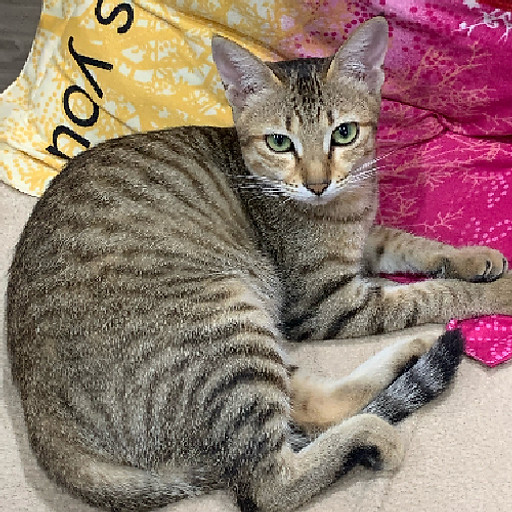 Phạm Viết Tuấn