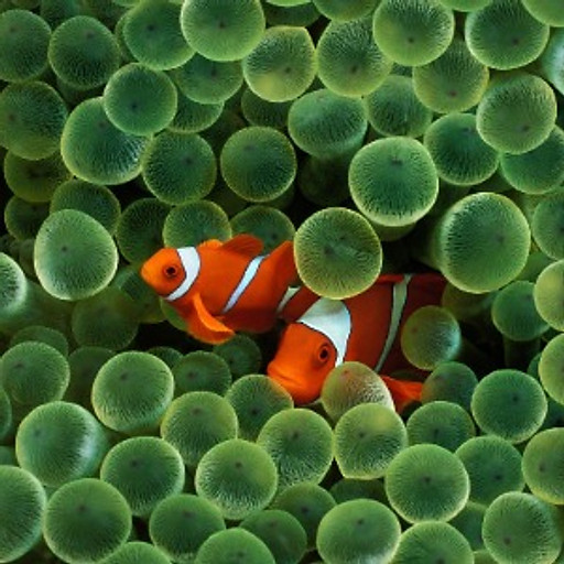 Dang Huynh Thanh Nhan