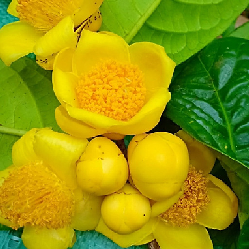 Bùi Đức Biên