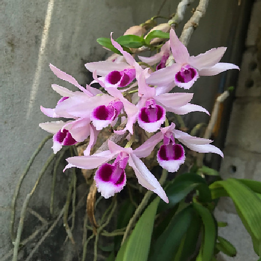 Hoang Danh