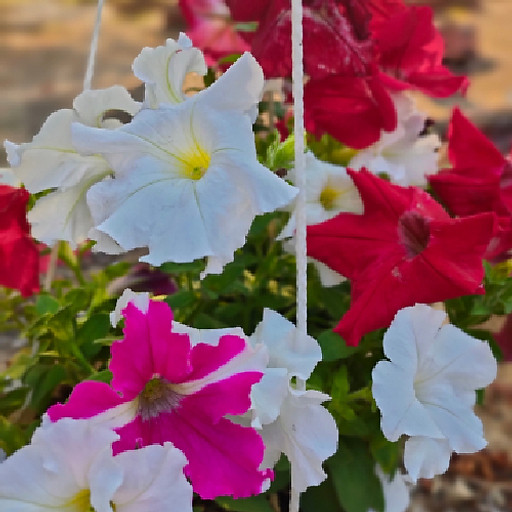 Đầm Dơi Quê Tôi