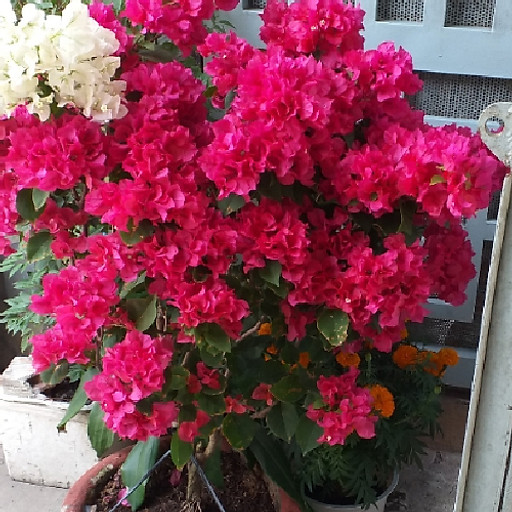 Nguyễn Văn Thảo