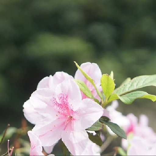 Nguyễn Thị Hoàng Trang