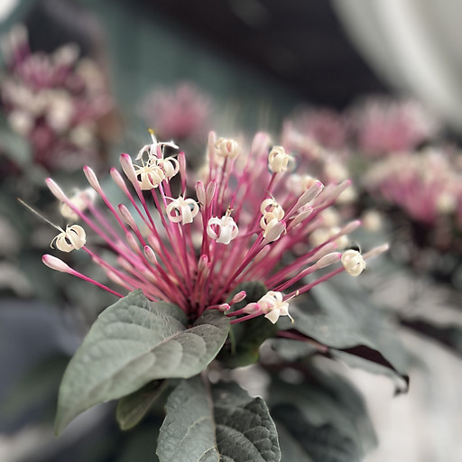 Ngô Thị Lan Hương