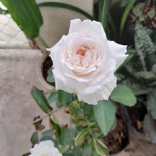 Phm Thi Mai Thuong