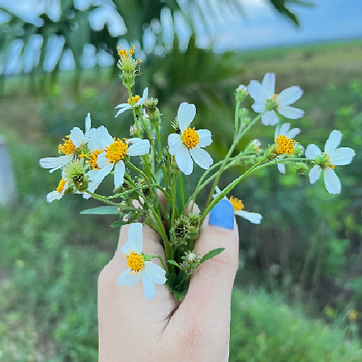 Nguyễn Thị Thuỳ Trang