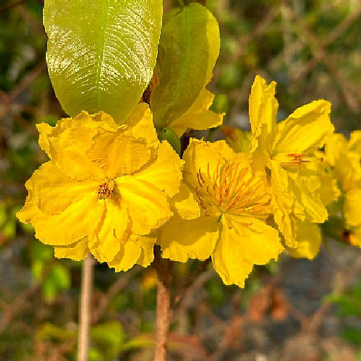 Lê Thị Tuyết Mai