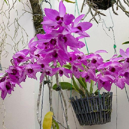 Julia Thảo Nguyên