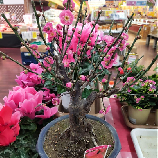 Nguyễn Thị Hằng